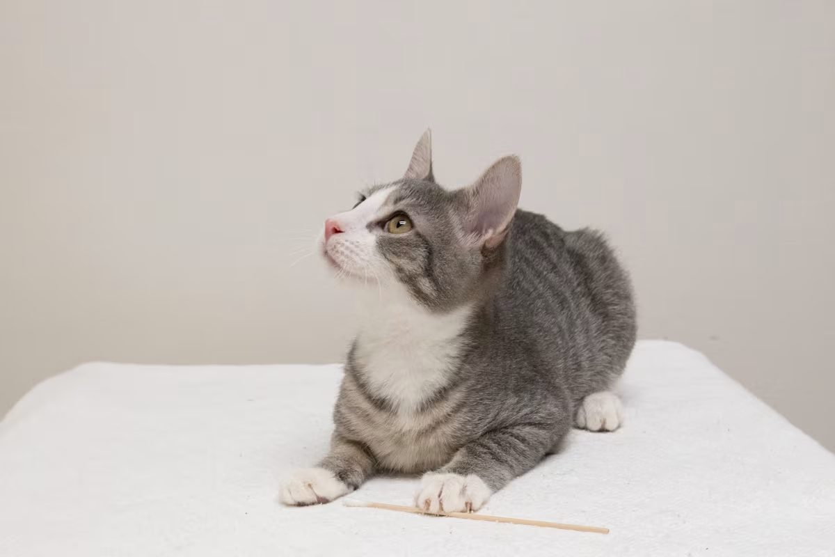 light grey and white cat laying on a white blanket and looking up