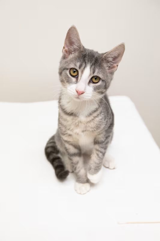 light grey and white cat sitting on a white blanket
