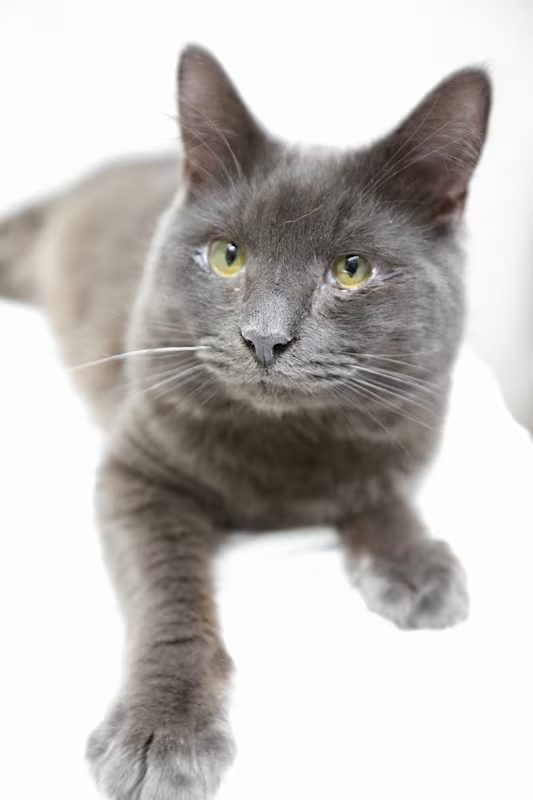 dark grey cat laying on a white blanket