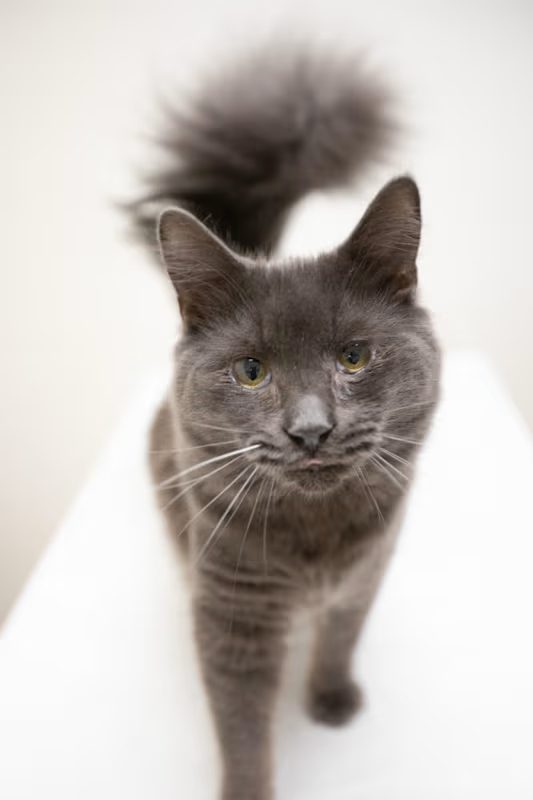 dark grey cat standing up