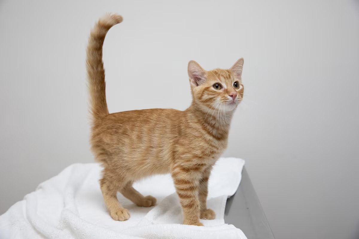 tan kitten standing on a white blanket with their tail in the air