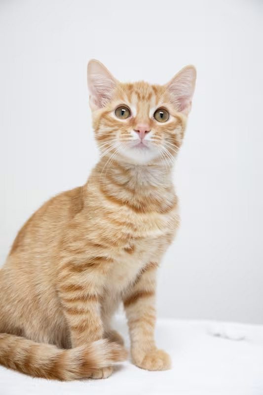 tan kitten sitting on a white blanket