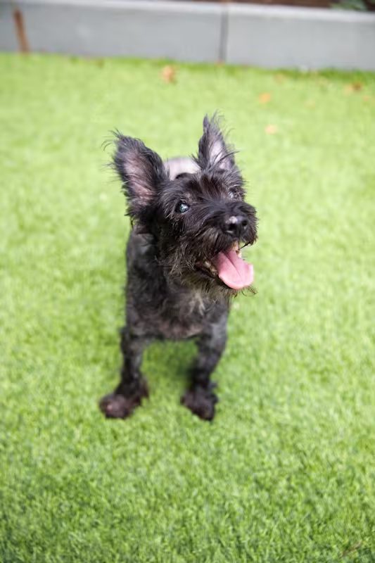 small black dog playing outside on the grass