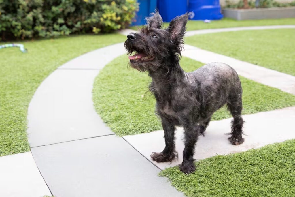 small black dog playing outside on the grass