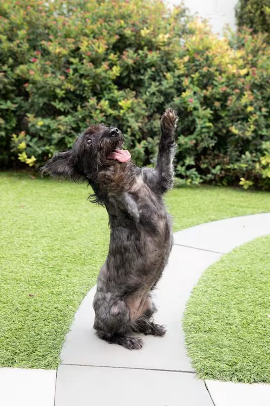 small black dog playing outside