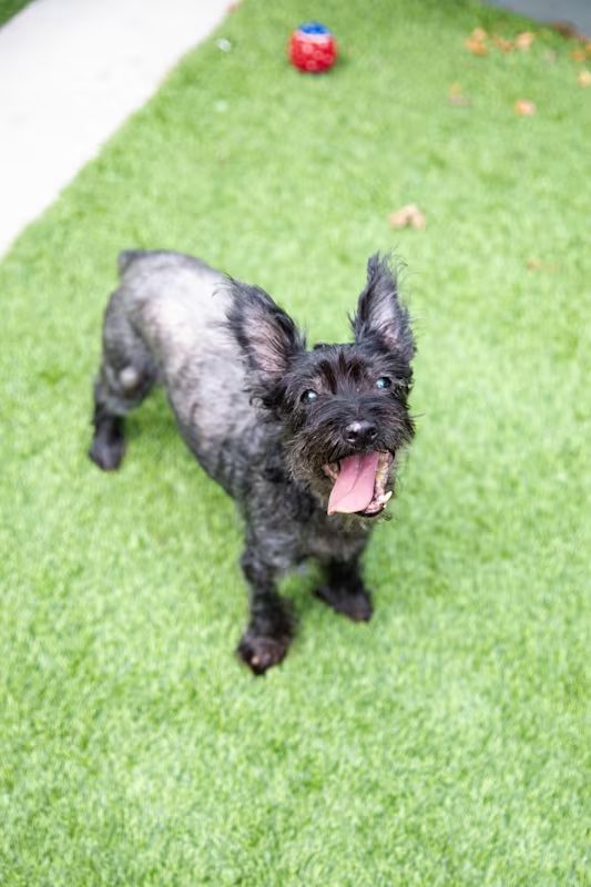 small black dog playing outside on the grass