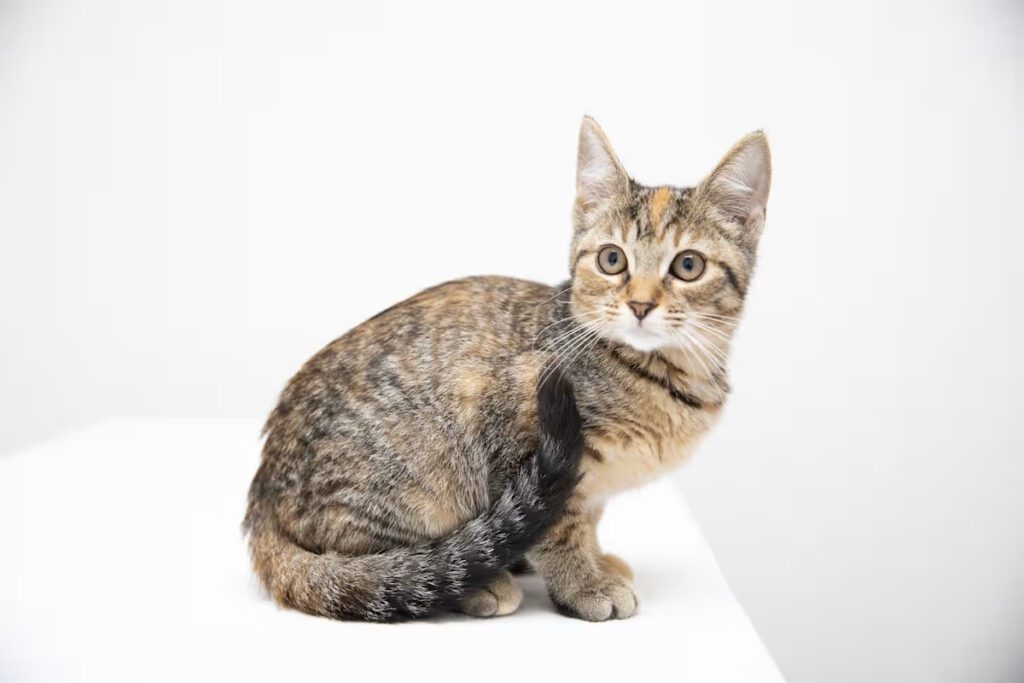 brown and black stripe cat sitting on a white blanket
