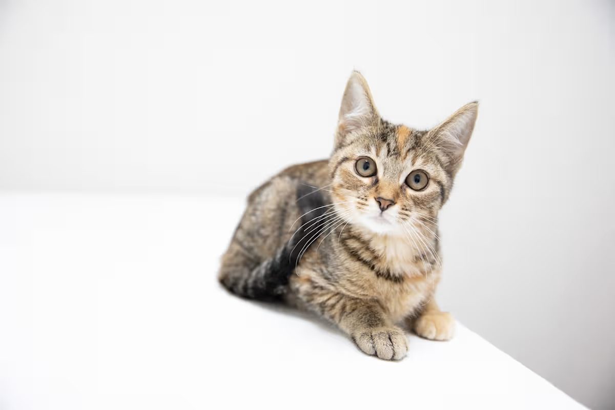 brown and black stripe cat laying down on a white blanket