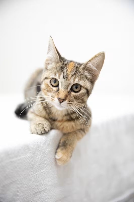 brown and black stripe cat laying down on a white blanket