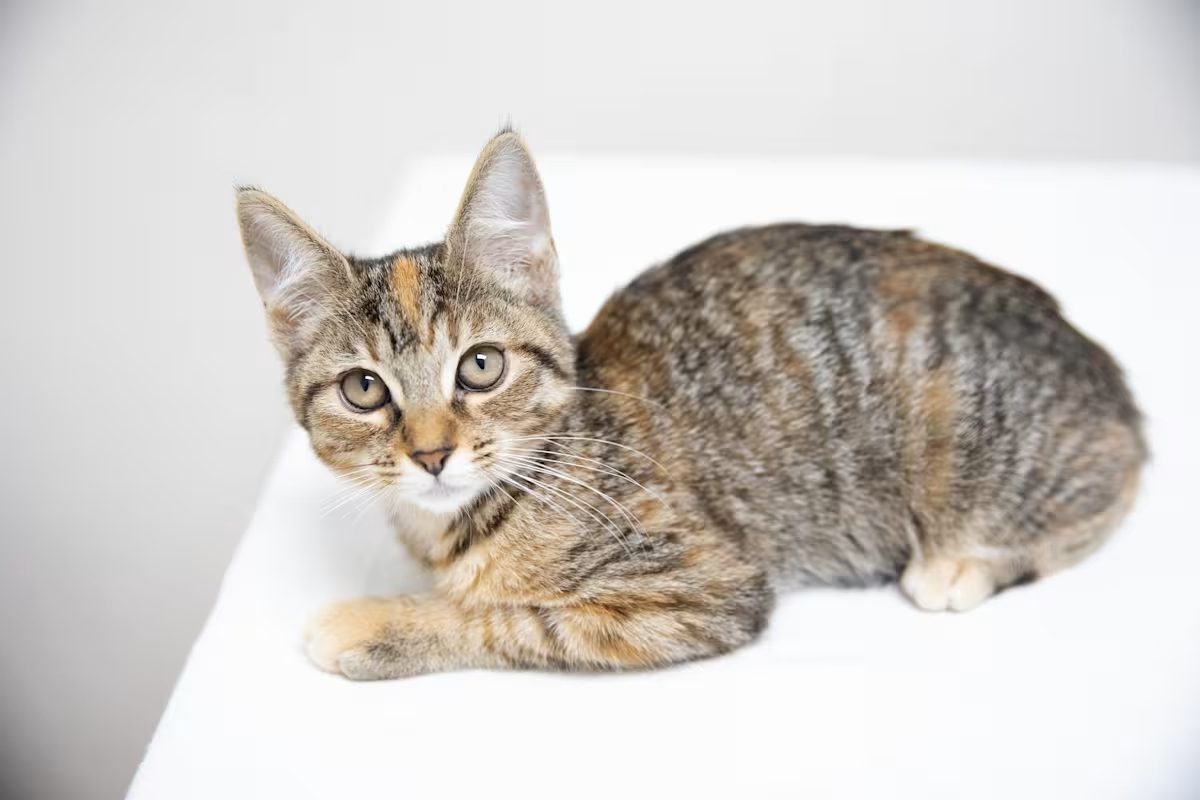 brown and black stripe cat laying down on a white blanket