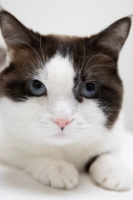 black and white cat with blue eyes laying down