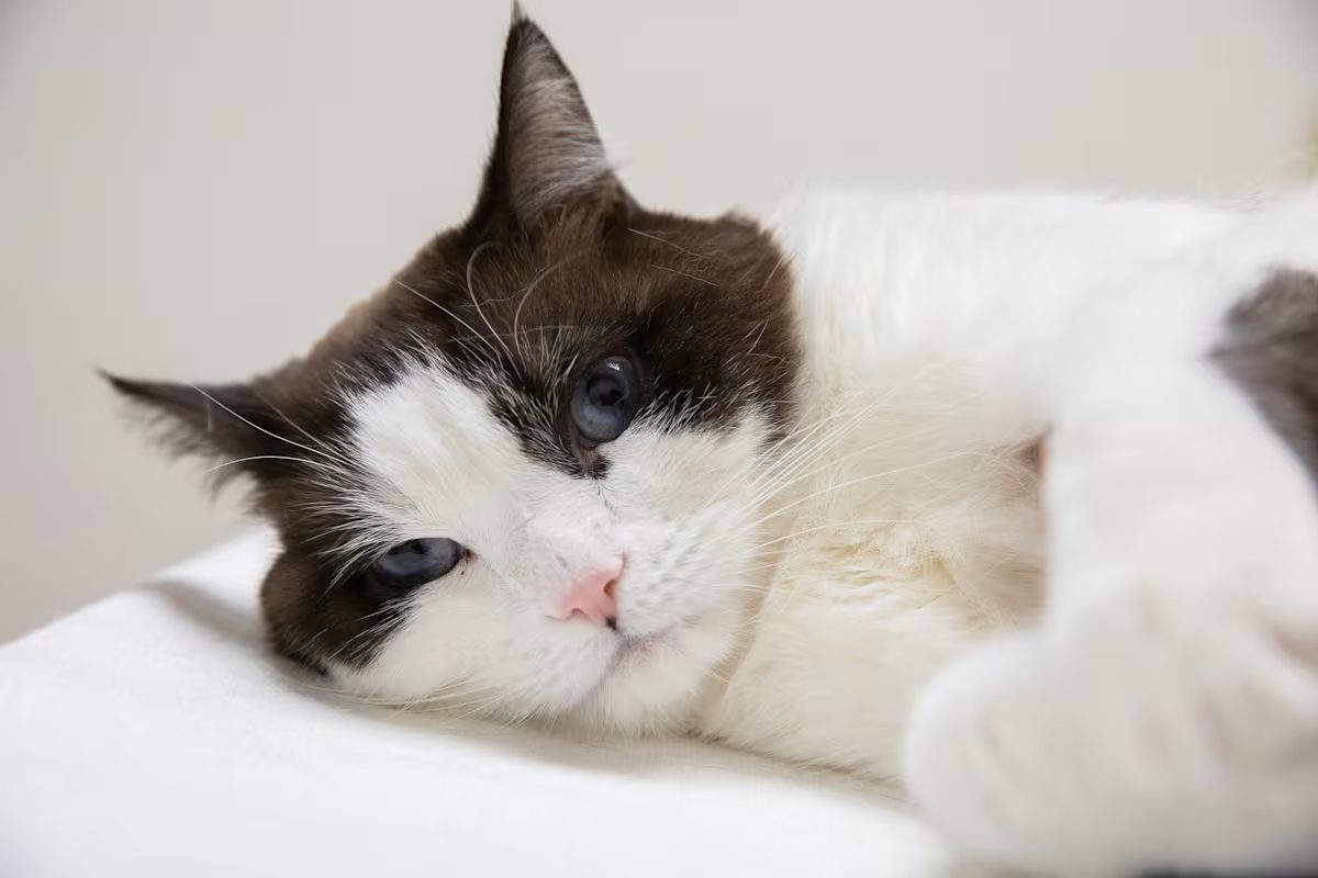 black and white cat laying down