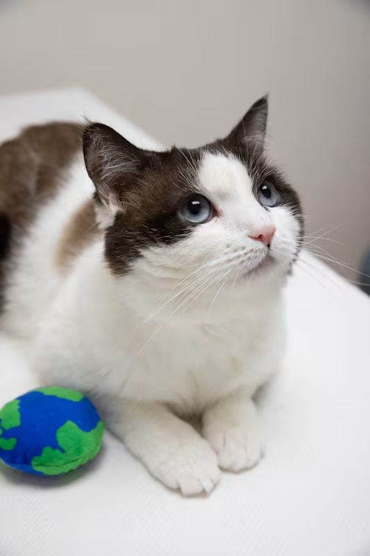 black and white cat with blue eyes laying down next to a green and blue ball