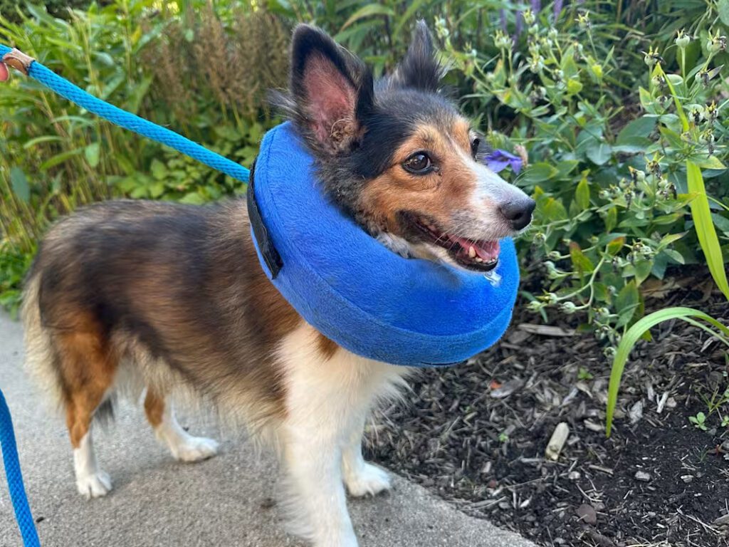 brown and white and tan dog wearing a blue e collar enjoying the outside
