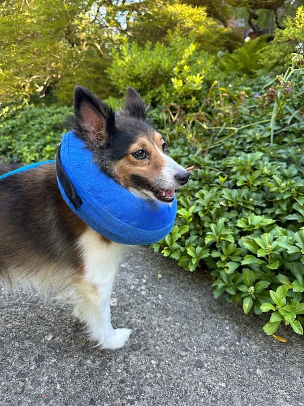 brown and white and tan dog wearing a blue e collar outside