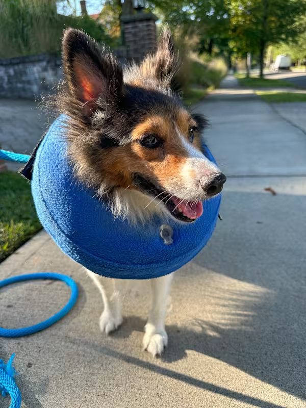 brown and white and tan dog wearing a blue e collar