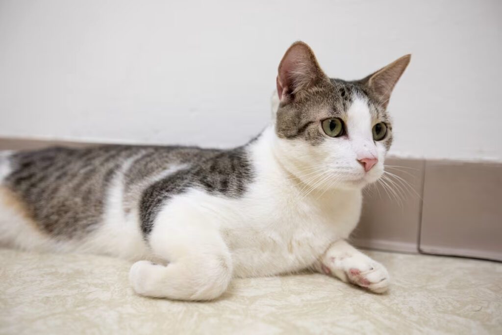 grey and white cat laying on the floor