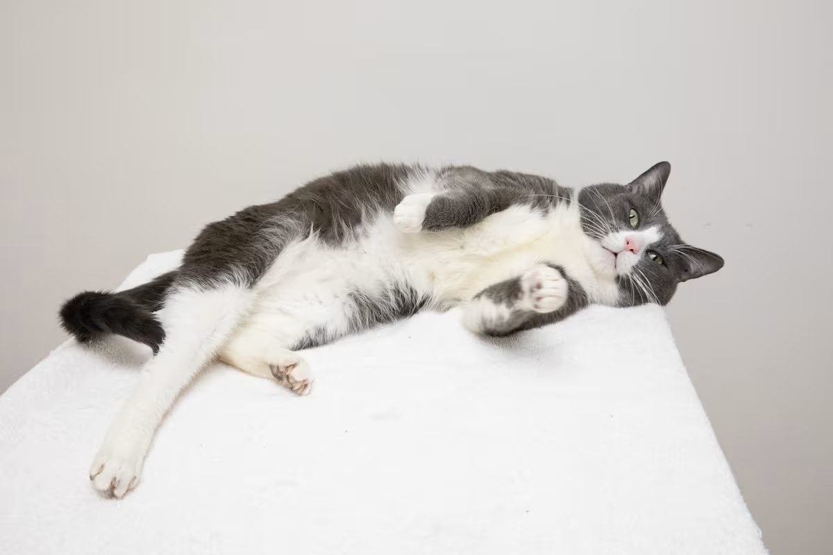 grey and white cat stretching on a white blanket