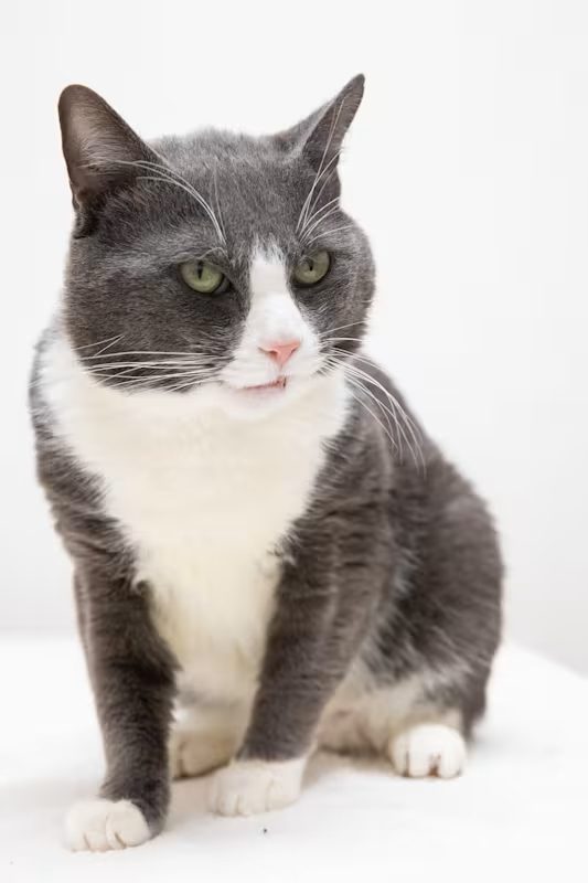 grey and white cat sitting on a white blanket