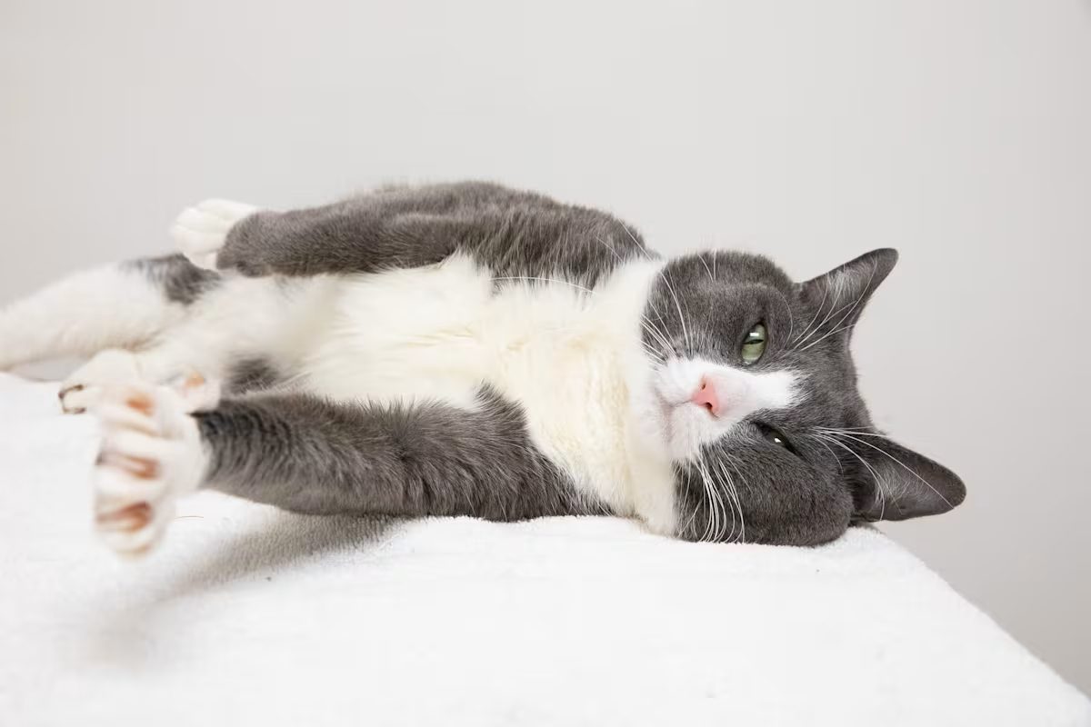 grey and white cat stretching on a white blanket