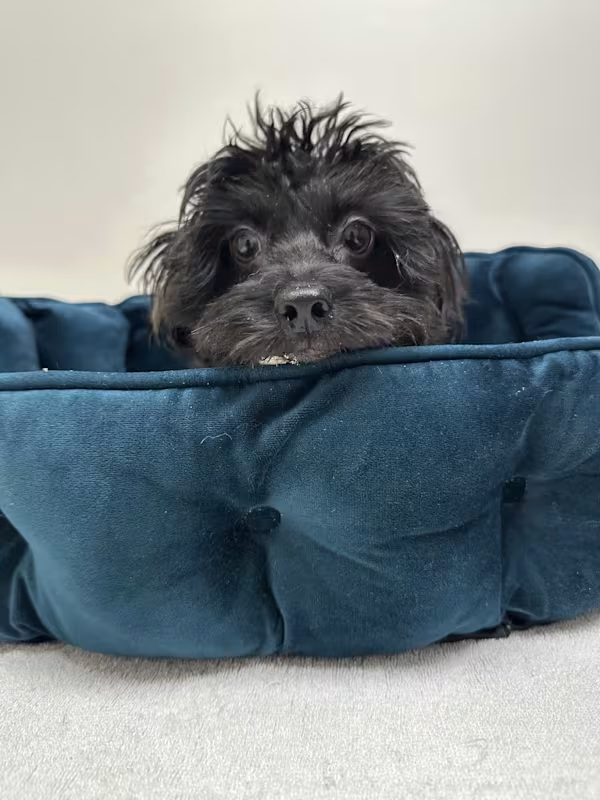 small black dog laying in a blue pet bed