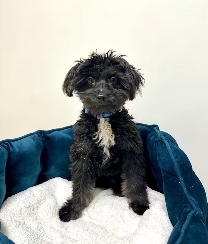 small black dog sitting in a blue pet bed