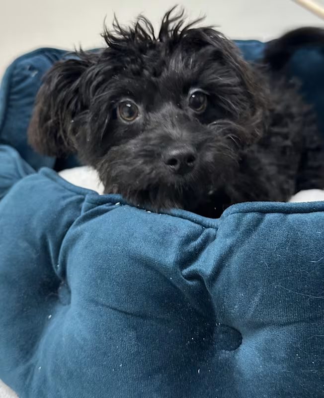 small black dog laying in a blue pet bed