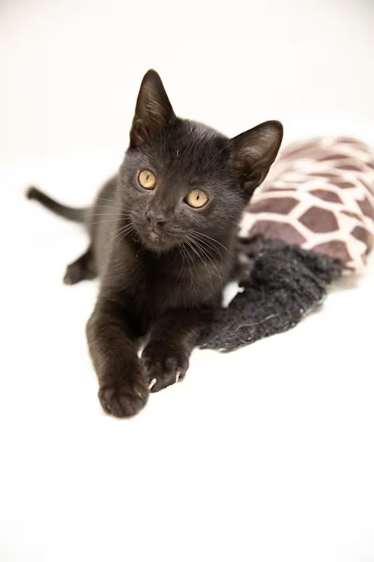 small black kitten laying on a white blanket