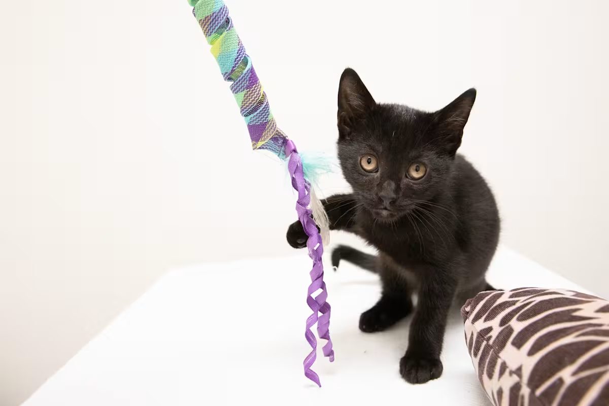 small black kitten playing with a purple toy
