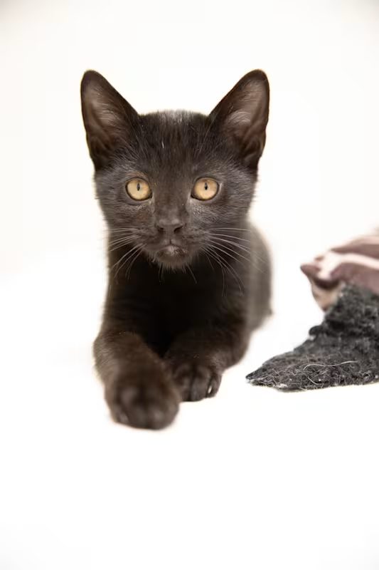 small black kitten laying on a white blanket
