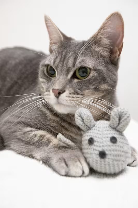 grey cat laying on a white blanket with a small toy