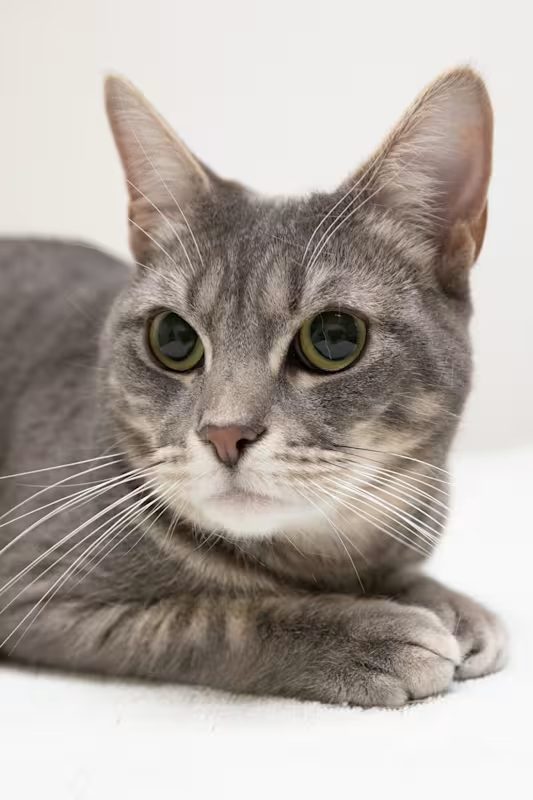 grey cat laying on a white blanket