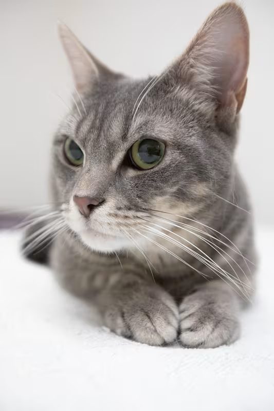 grey cat laying on a white blanket