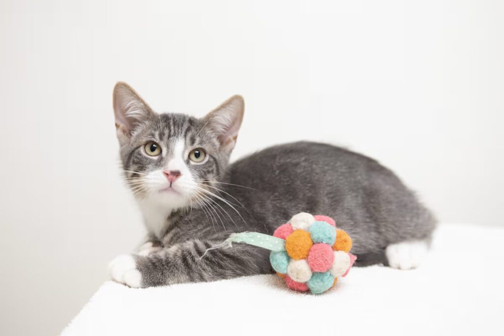 grey and white kitten laying on a white blanket with a colorful toy