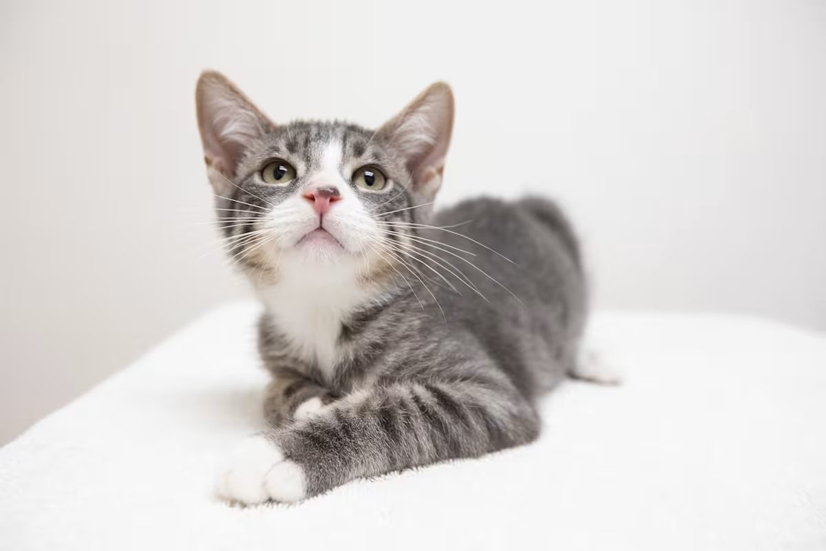 grey and white kitten laying on a white blanket