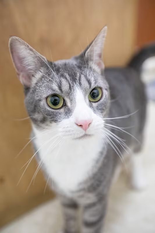 grey and white cat with green eyes