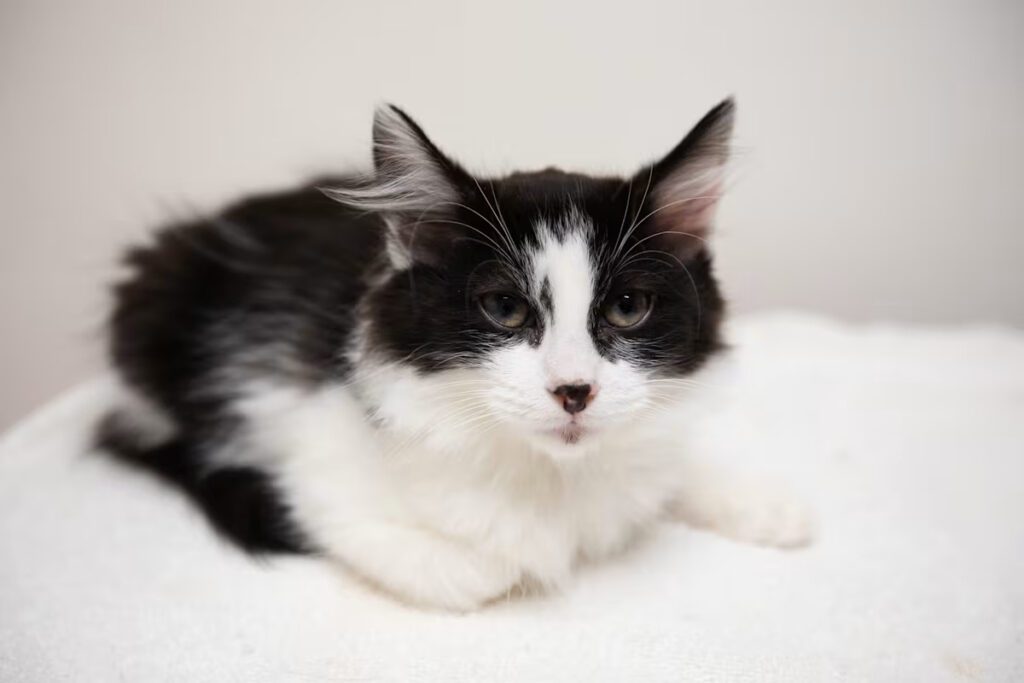black and white cat laying on a white blanket