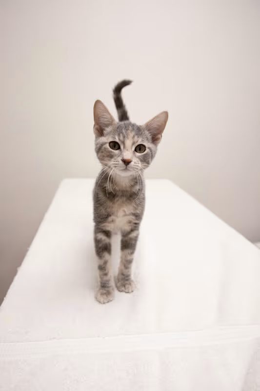grey kitten walking on a white blanket