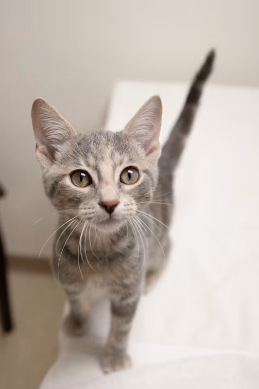 grey kitten looking up curiously