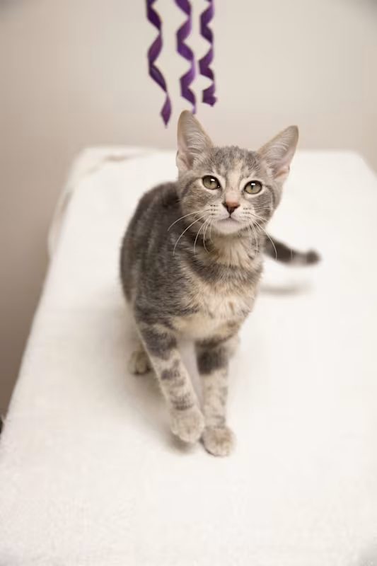 grey cat playing with a purple toy on a white blanket