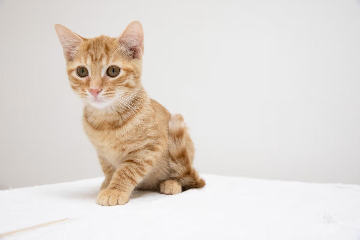 tan kitten sitting on a white blanket