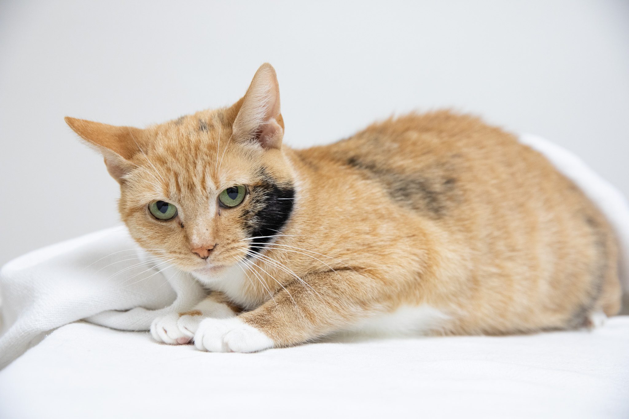 Cinnamon233a0259