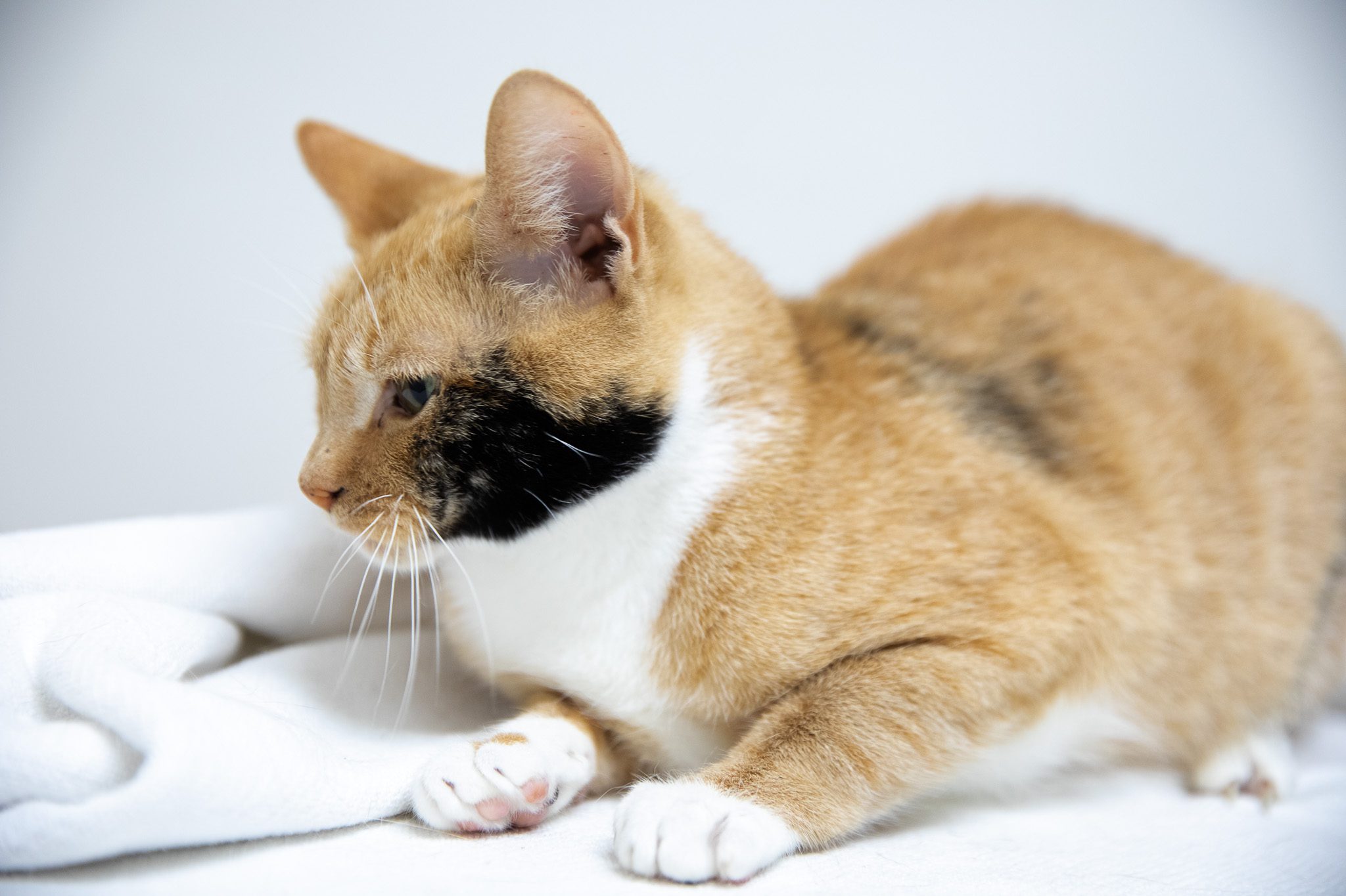 Cinnamon233a0262