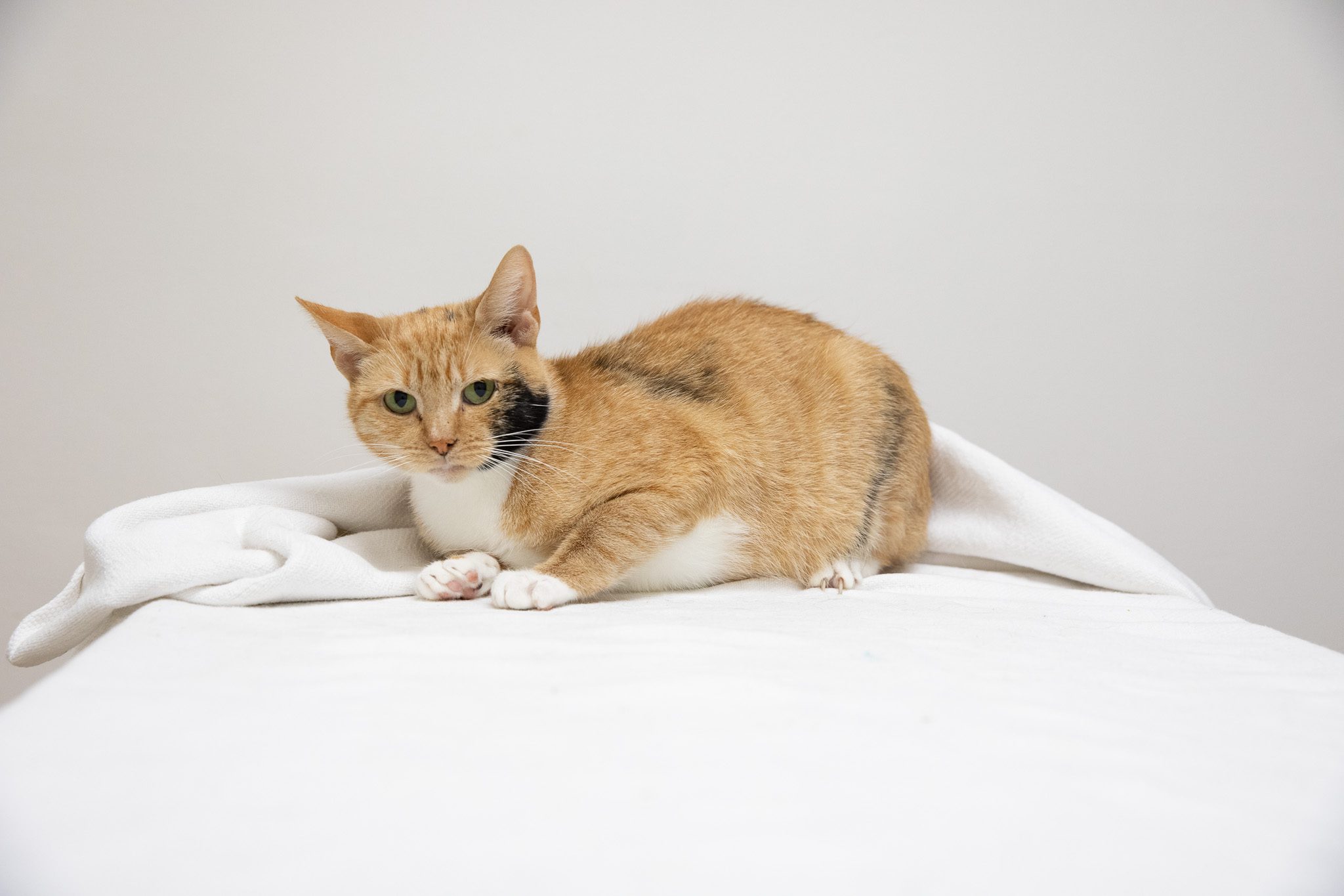 Cinnamon233a0263