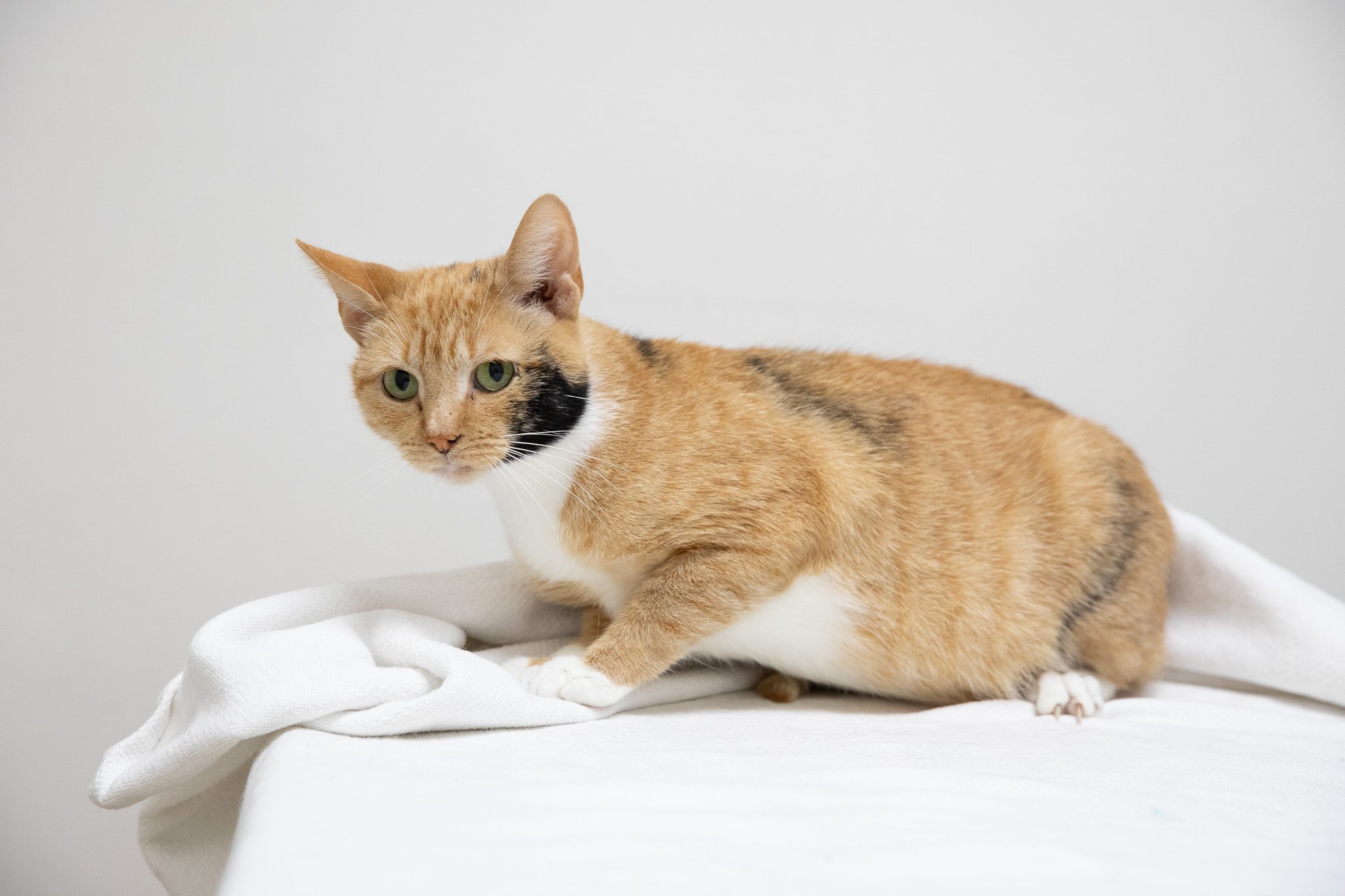Cinnamon233a0269