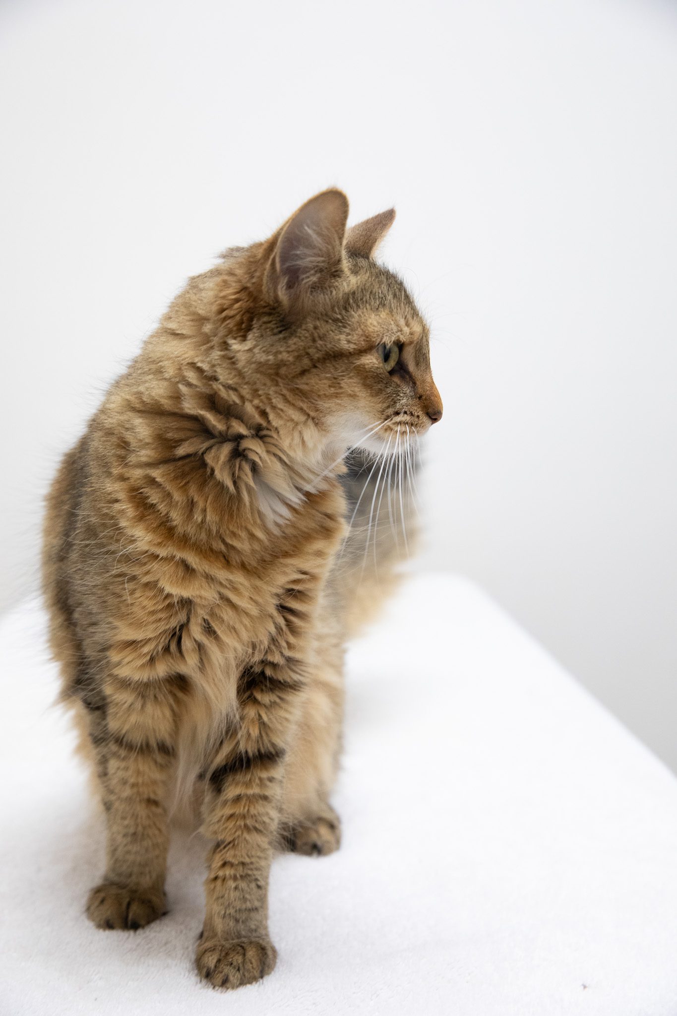 Pippi 233a7365