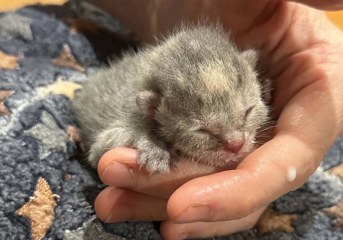 very small kitten in the palm someone's hand